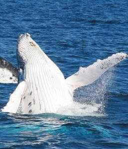 whale