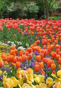 Blooms511