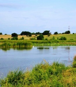 wetland